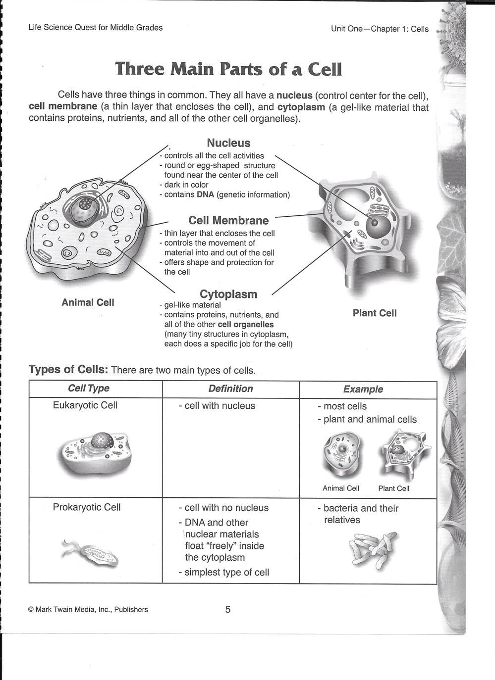 Three Main Parts of a Cell